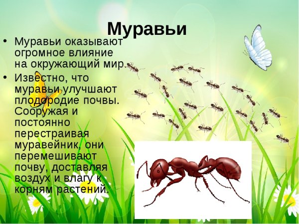 Образ жизни муравьев