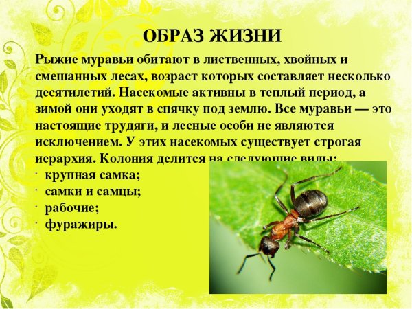 Презентация на тему муравьи