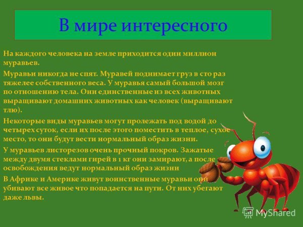 Интересные факты о муравьях