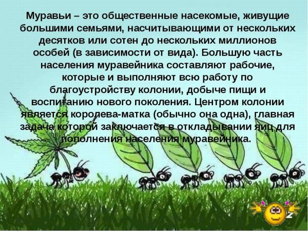 Опасные муравьи