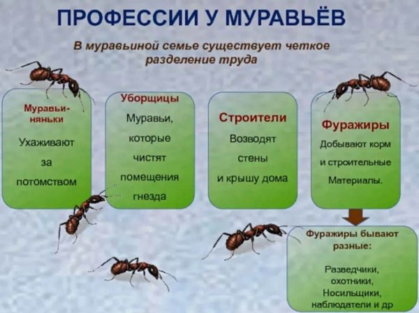 Доклад о муравьях