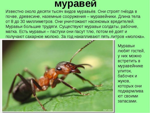Интересные факты о муравьях