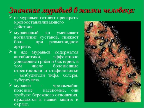 Информация о муравьях