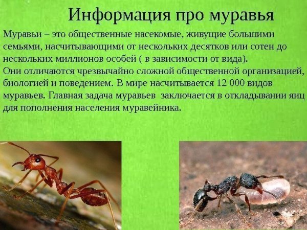 Биология муравьев