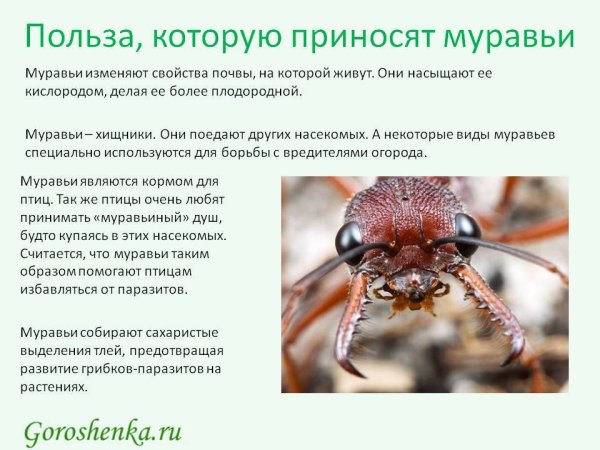 Представители муравьев