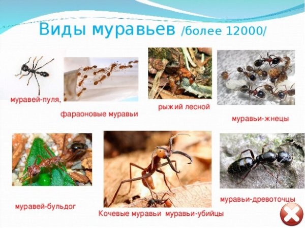 Муравьи значение в природе