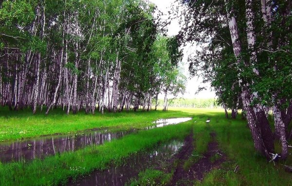 Природа после дождя
