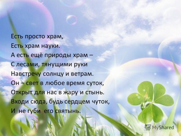 Тишина в поле