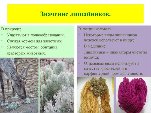 Значение лишайников