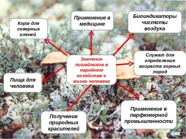 Лишайники значение в природе и жизни человека
