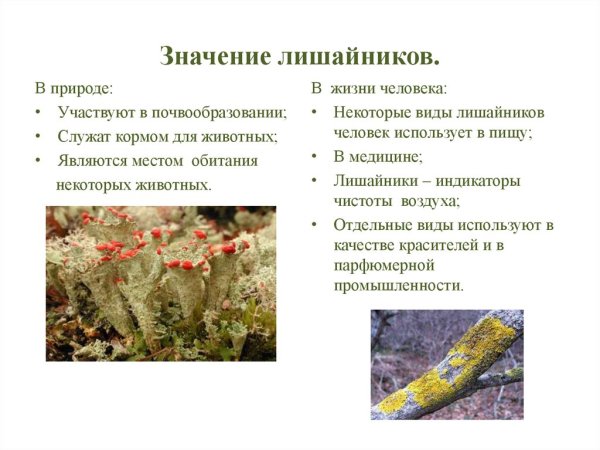 Среда обитания накипных лишайников