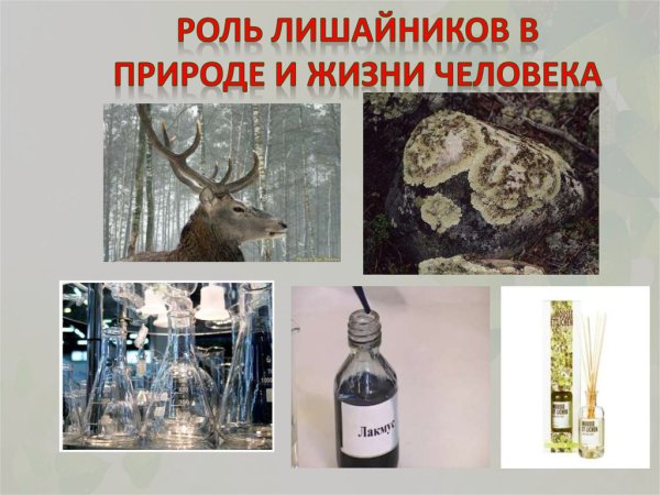Роль лишайников в природе