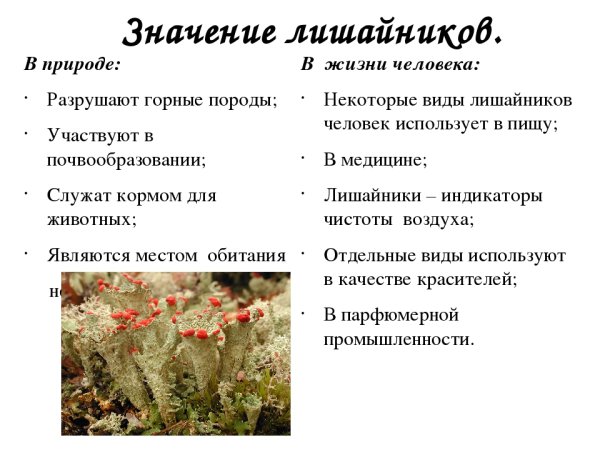 Лишайники значение в природе