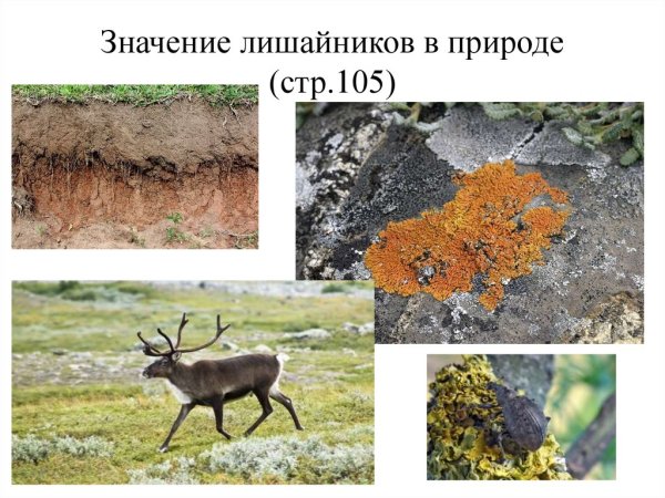 Значение лишайников в природе