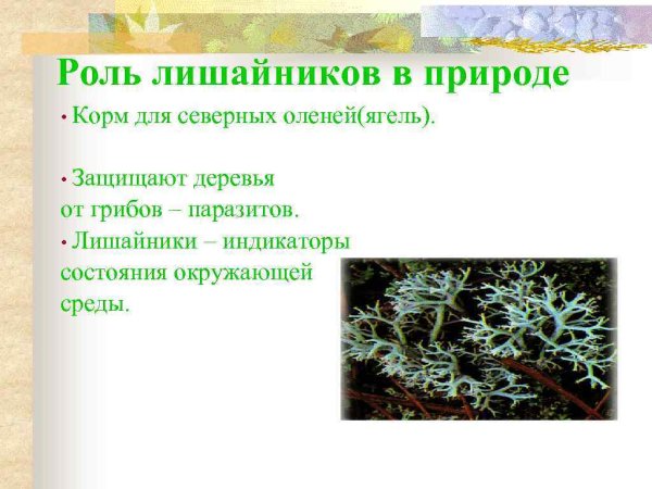 Лишайники в жизни человека