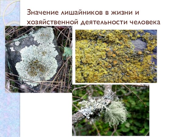 Лишайники значение