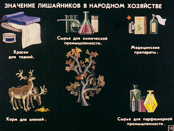 Лишайники строение и многообразие