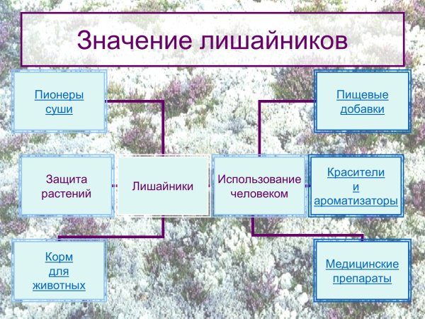 Лишайники в природе