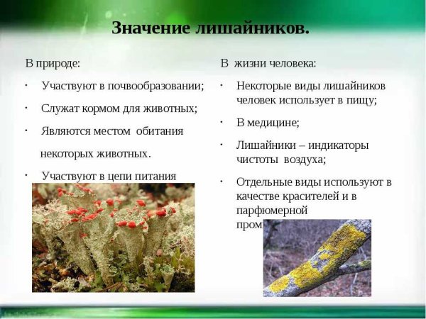 Лишайники в жизни человека