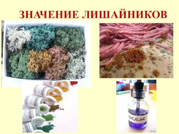 Значение лишайников в природе