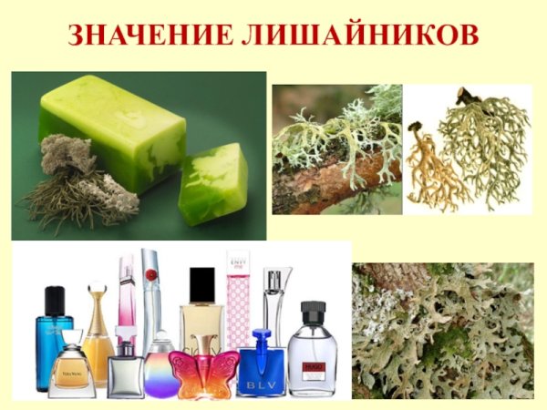 Использование лишайников