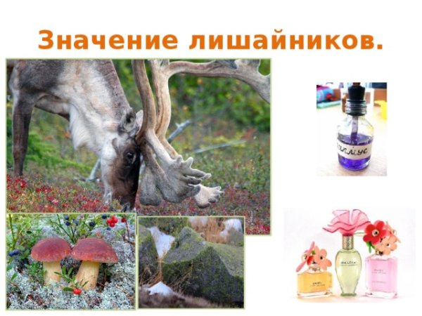 Роль лишайников в природе и жизни человека таблица