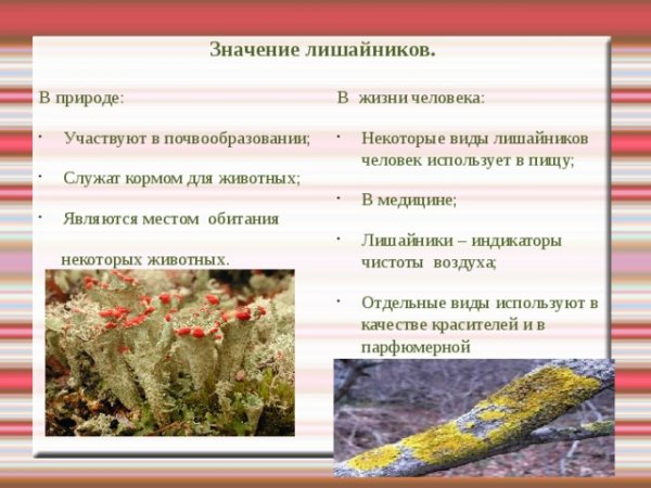 Значение лишайников в природе