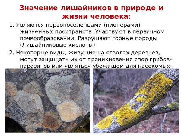 Значение лишайников в природе и жизни человека