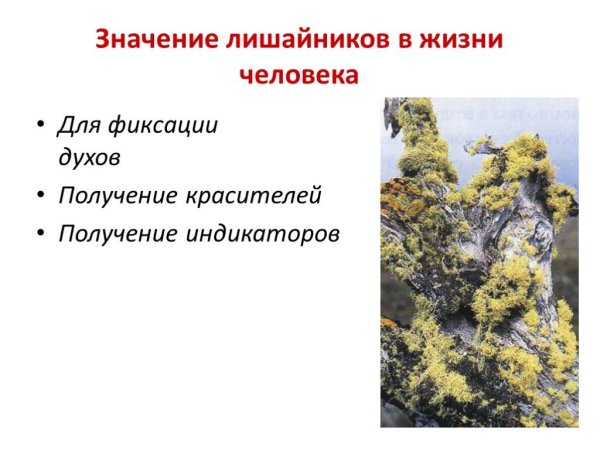 Три закона генеалогии
