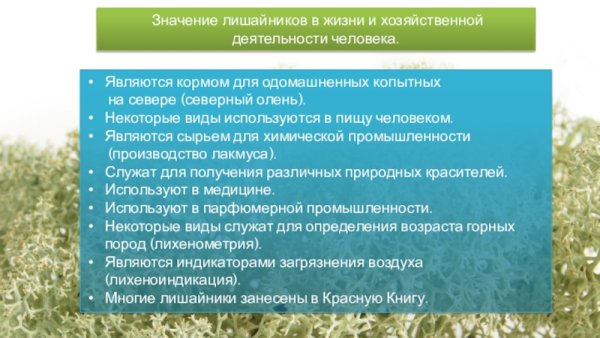 Роль лишайников в природе и жизни человека таблица