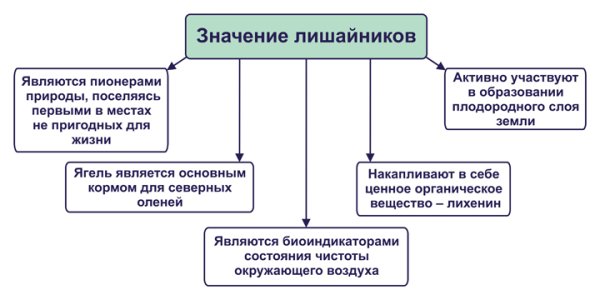Лишайники в жизни человека