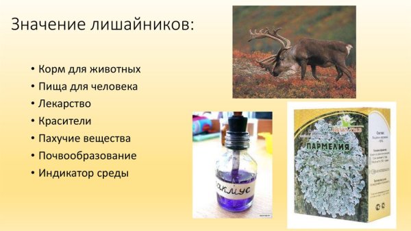 Значение лишайников в природе и жизни человека