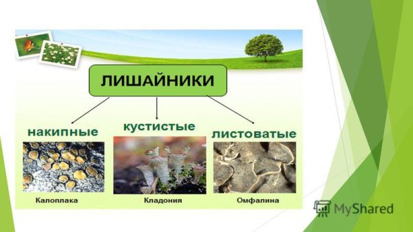 Значение лишайников в природе