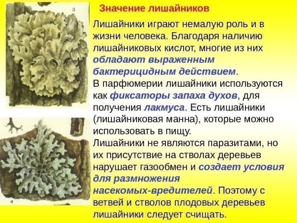 Лишайники автогетеротрофы