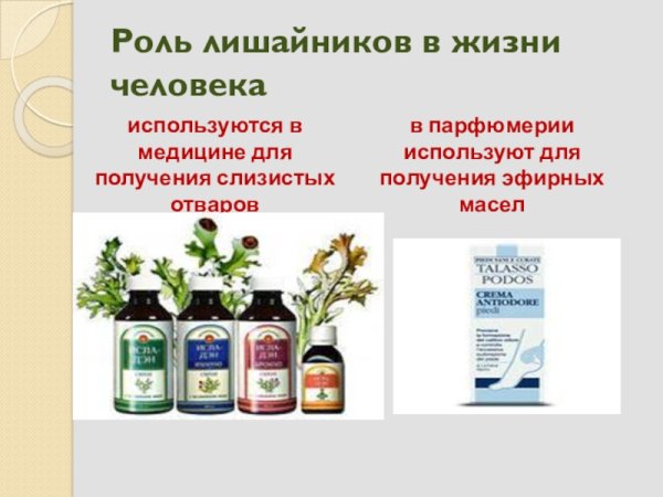Лишайники виды