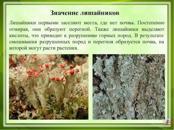 Жизнедеятельность лишайников