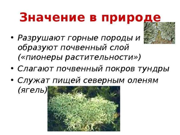 Значение лишайников в природе и жизни человека