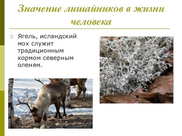 Лишайники 5 класс