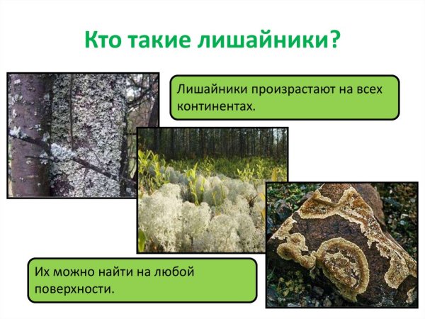 Лишайники почвообразователи