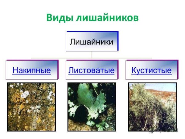 Значение лишайников