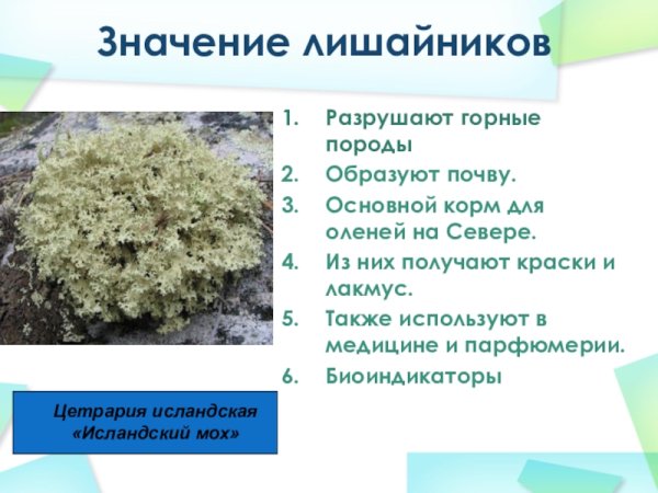Какова роль лишайников в природе и для человека