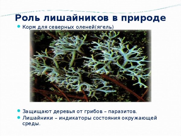 Роль лишайников в природе