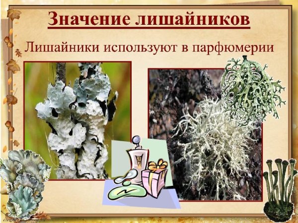 Роль лишайников в природе