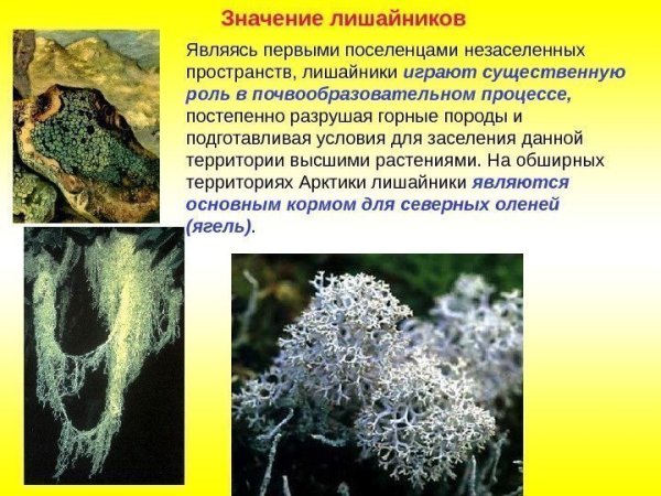 Лишайники значение