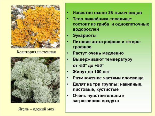 Использование лишайников человеком