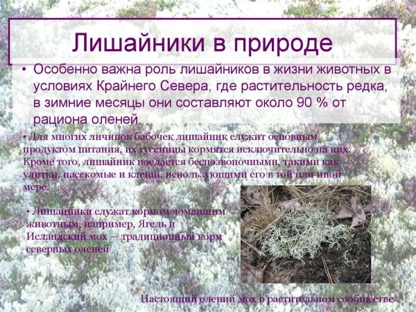 Значение лишайников в природе и жизни человека схема
