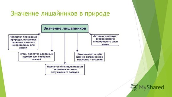 Роль лишайников в природе и жизни человека