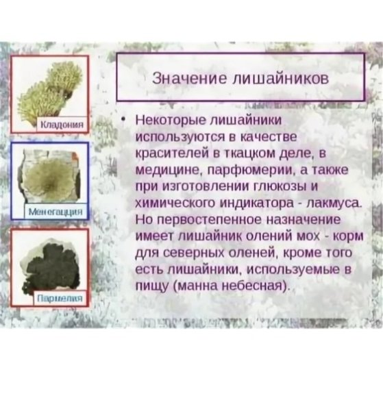 Отдел лишайники общая характеристика