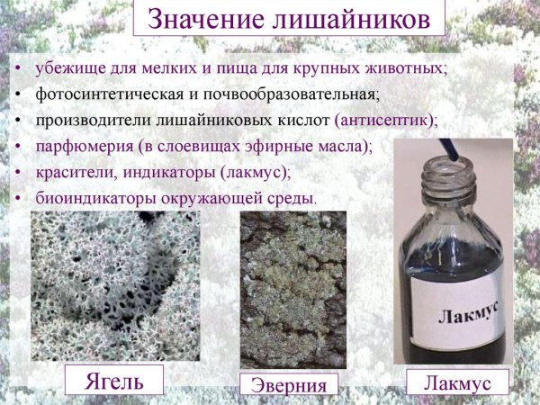 Доклад про лишайников биология