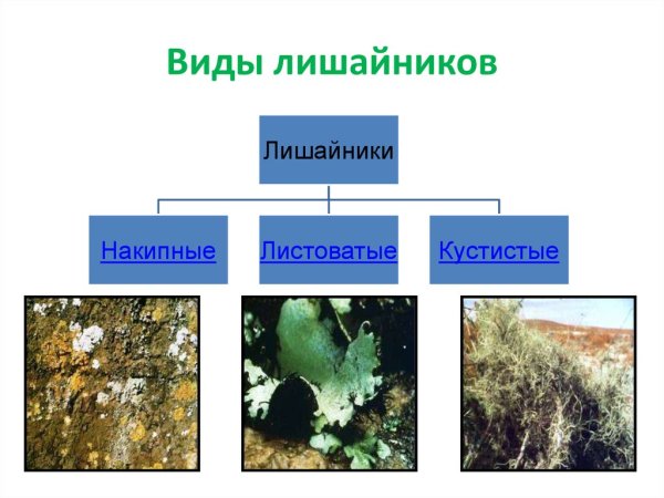 Значение лишайников в природе